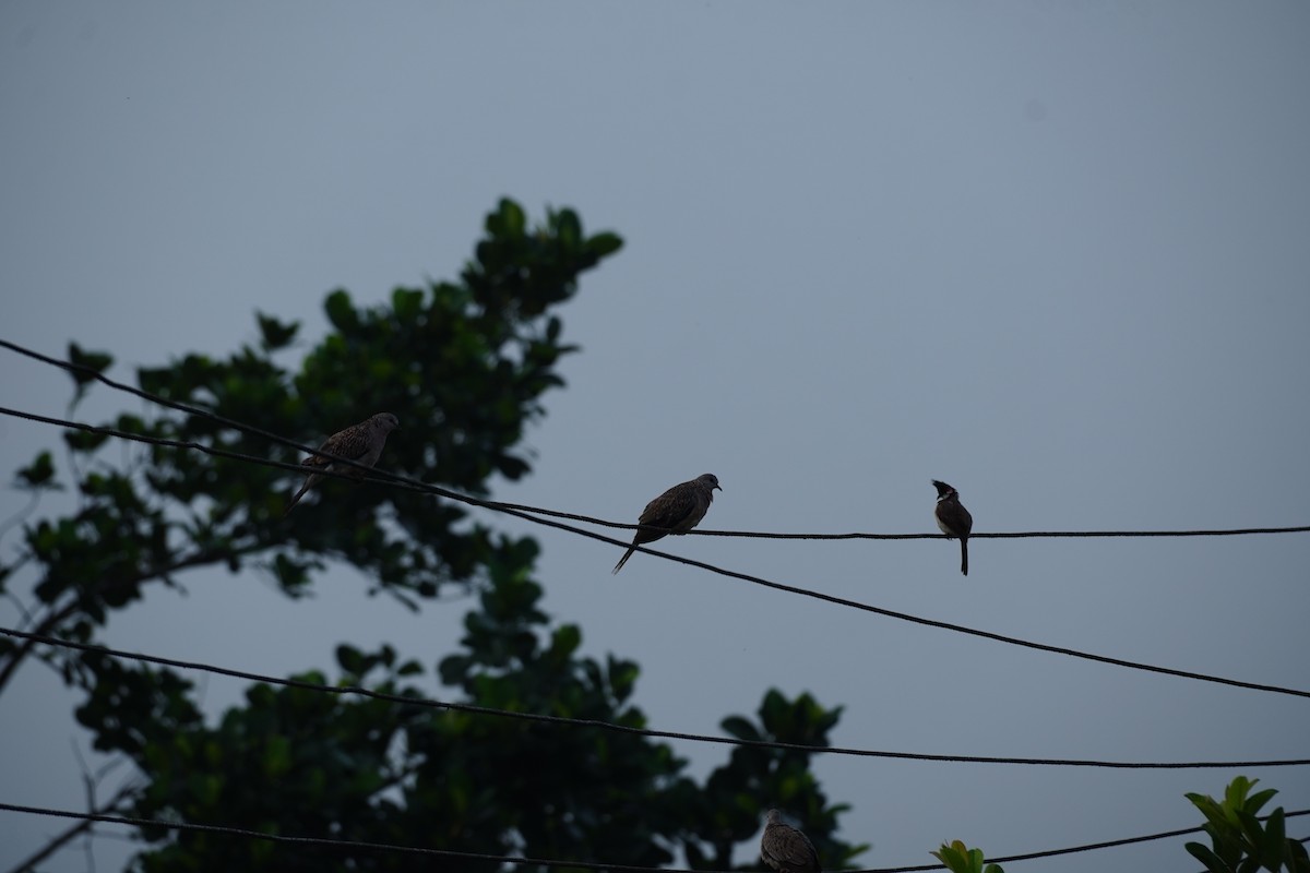 Spotted Dove - ML620495237