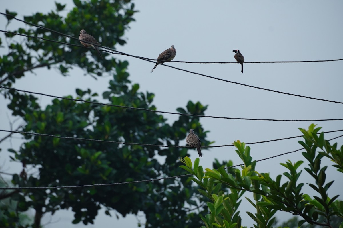 Spotted Dove - ML620495238