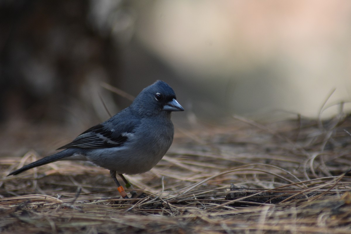 Gran Canaria Blue Chaffinch - ML620495241