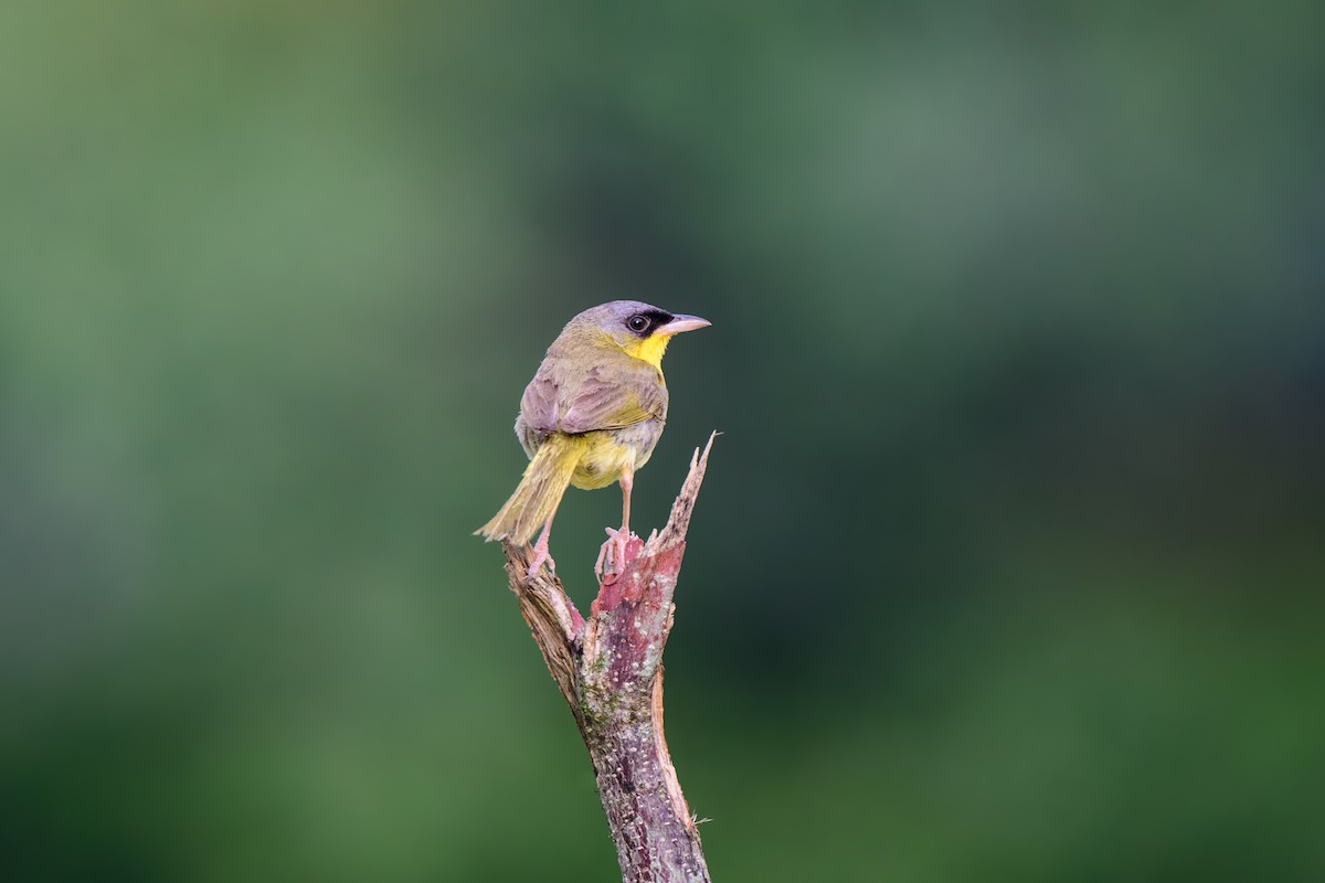 Gray-crowned Yellowthroat - ML620495245