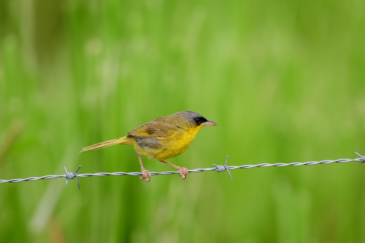 Gray-crowned Yellowthroat - ML620495246