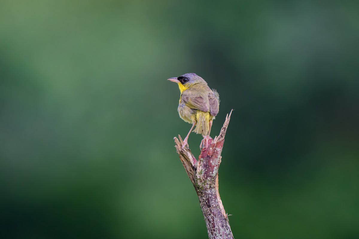 Gray-crowned Yellowthroat - ML620495247