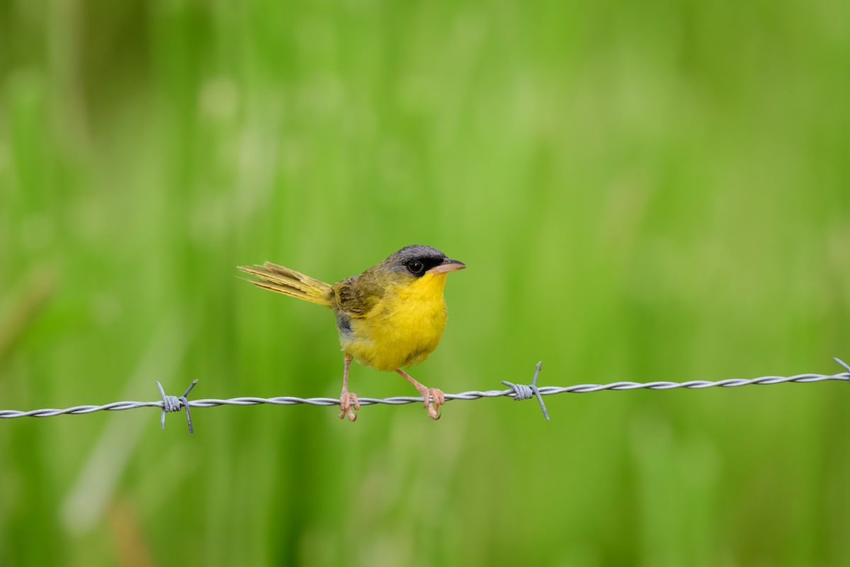 Gray-crowned Yellowthroat - ML620495248