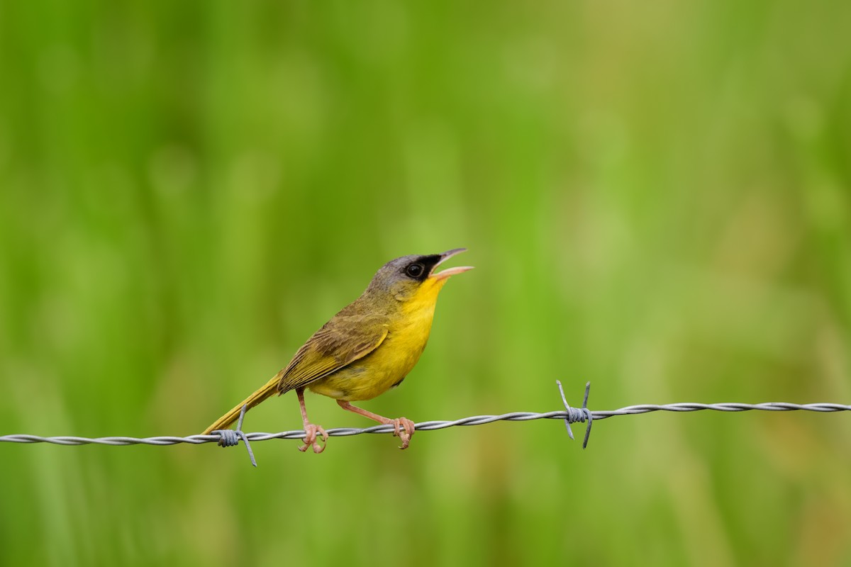 Gray-crowned Yellowthroat - ML620495249