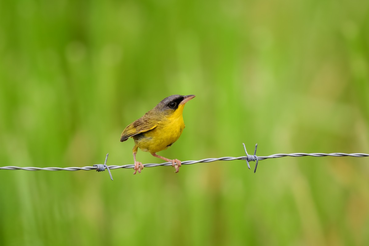 Gray-crowned Yellowthroat - John Kuenzli