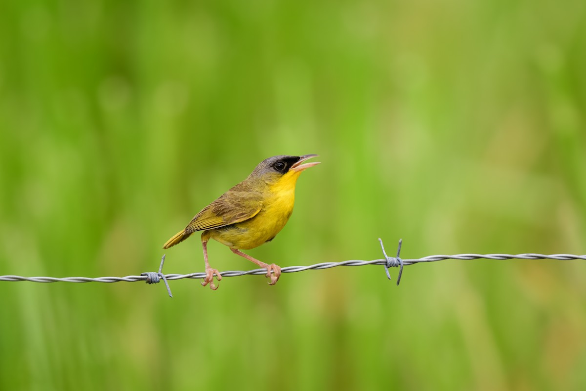 Gray-crowned Yellowthroat - ML620495252