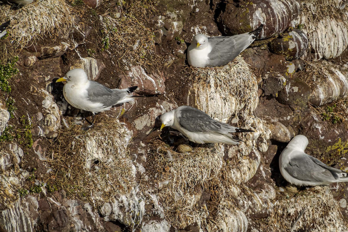 Gaviota Tridáctila (tridactyla) - ML620495253