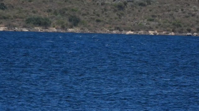 Common Tern - ML620495257