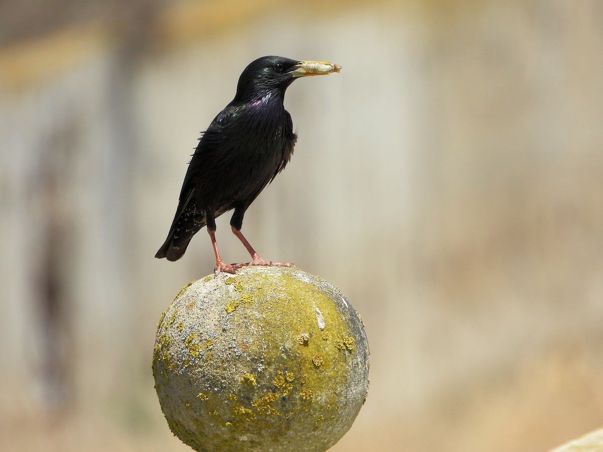 European Starling - ML620495263