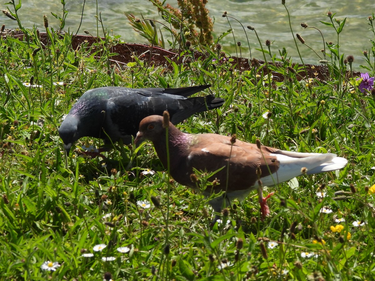 Rock Pigeon (Feral Pigeon) - ML620495264