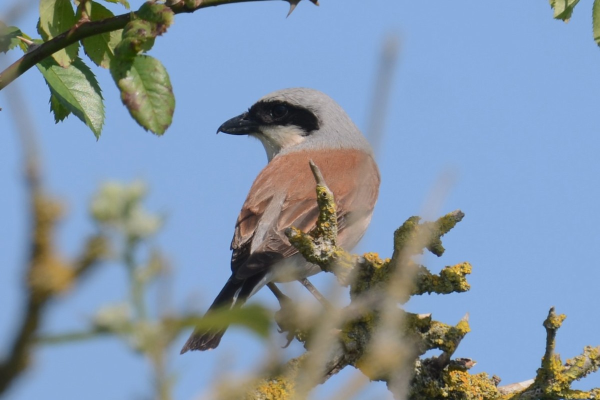 Red-backed Shrike - ML620495265