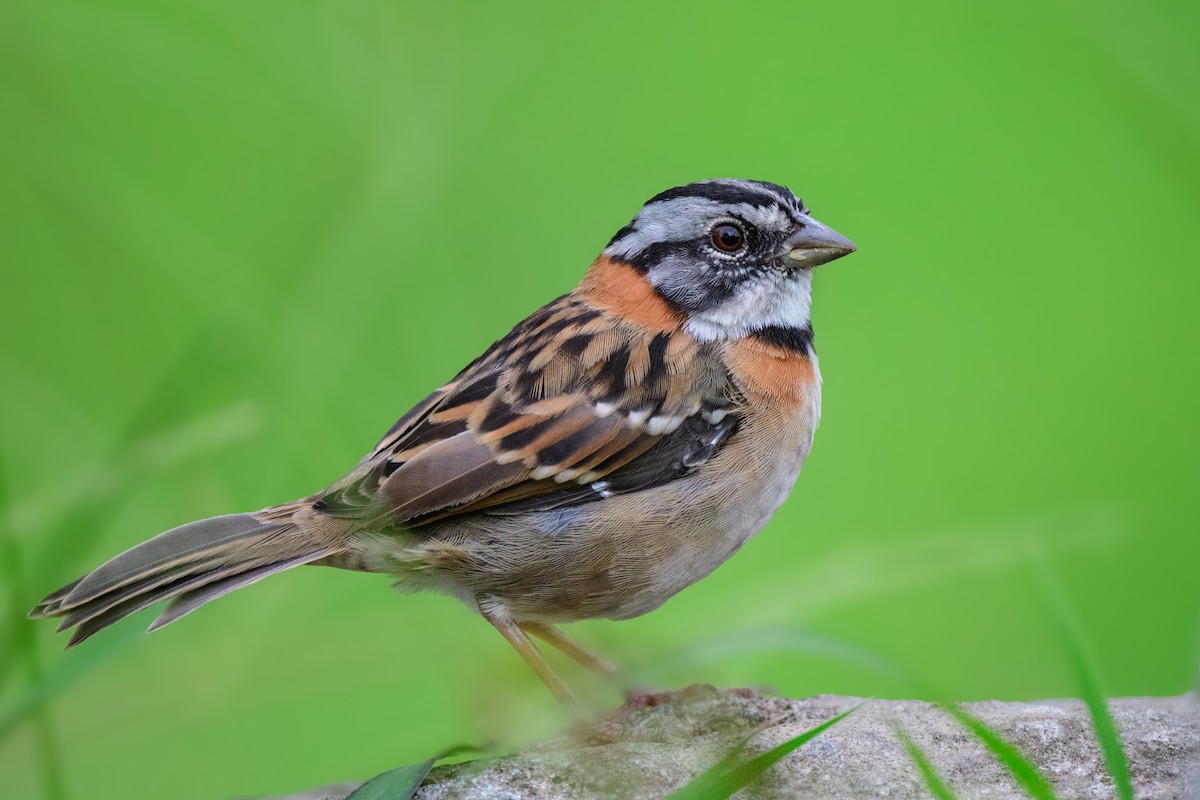 Rufous-collared Sparrow - ML620495268