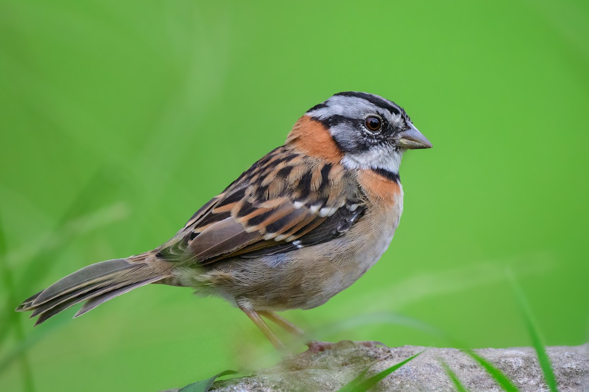 Rufous-collared Sparrow - ML620495269