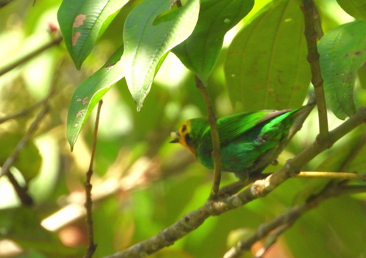 Multicolored Tanager - ML620495270