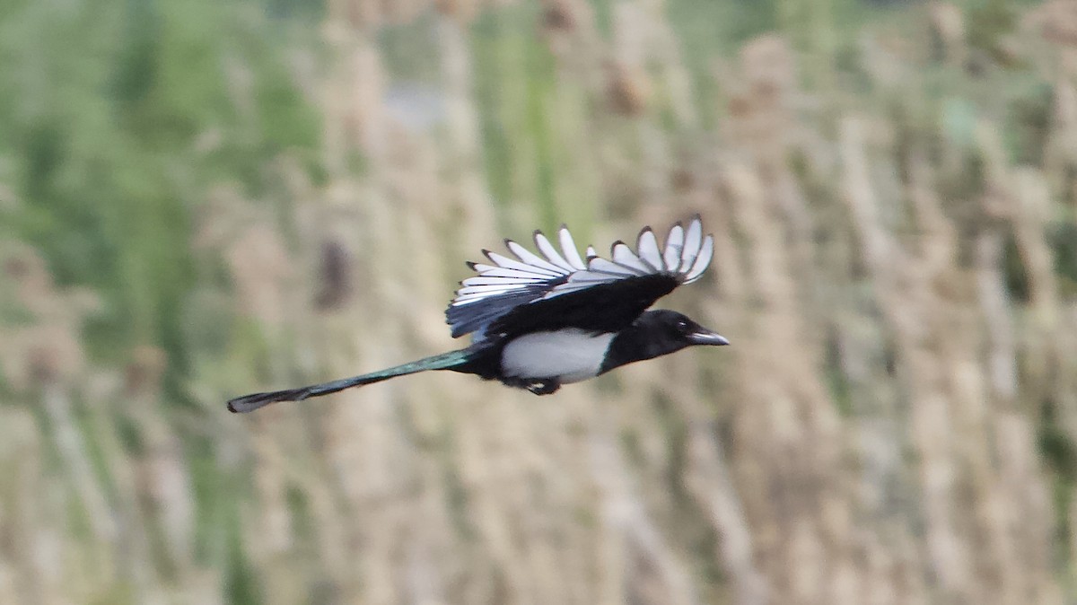 Eurasian Magpie - ML620495272