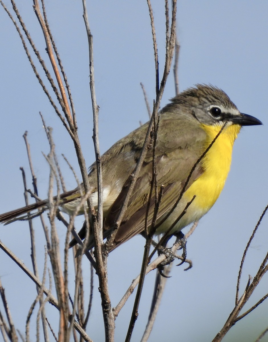 Yellow-breasted Chat - ML620495273