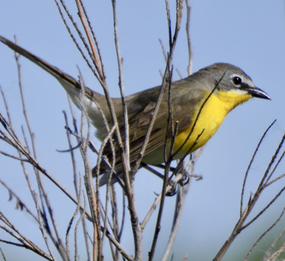Yellow-breasted Chat - ML620495274