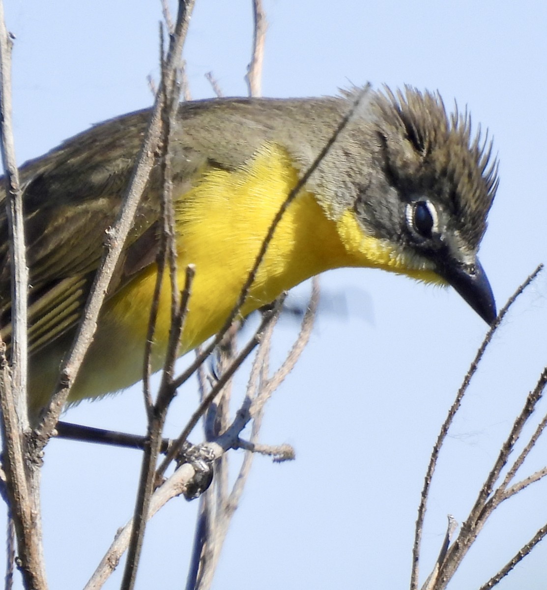 Yellow-breasted Chat - ML620495275