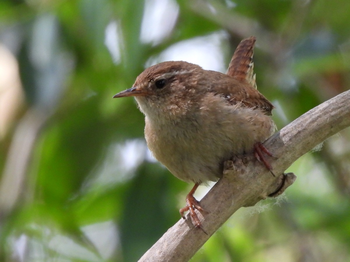 Eurasian Wren - ML620495276