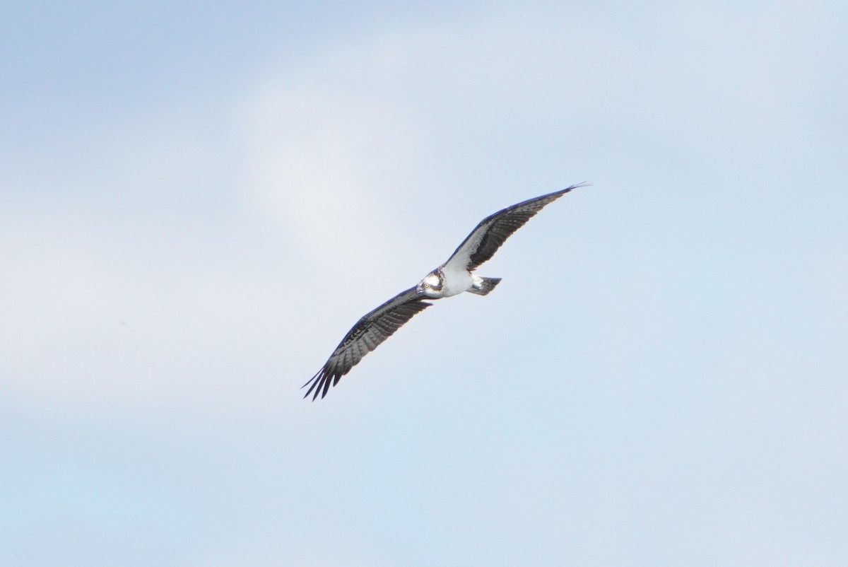 Águila Pescadora - ML620495283