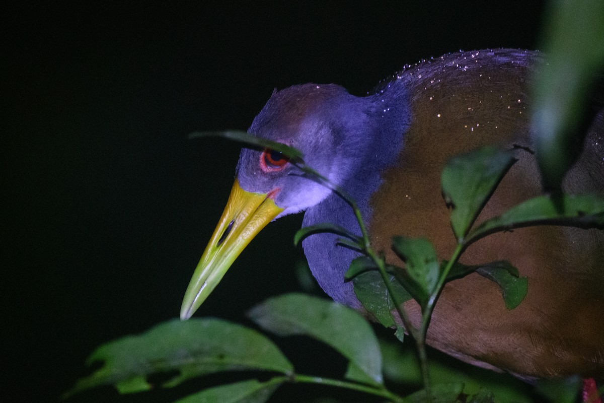 Russet-naped Wood-Rail - ML620495284