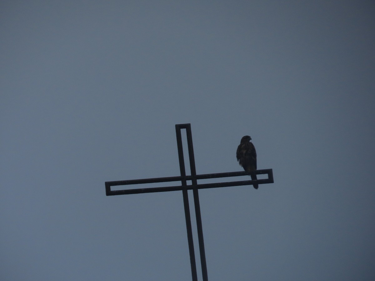 Harris's Hawk - Joelma Mesquita