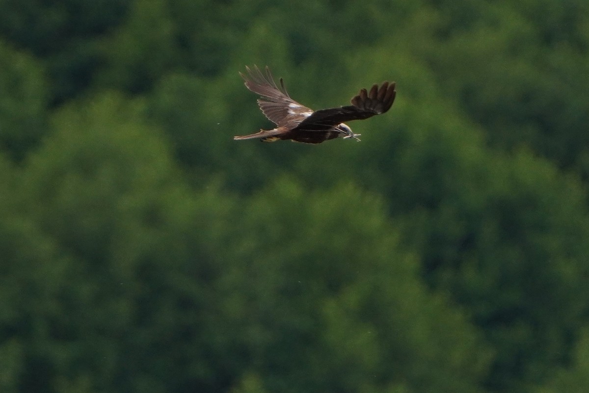 Western Marsh Harrier - ML620495291