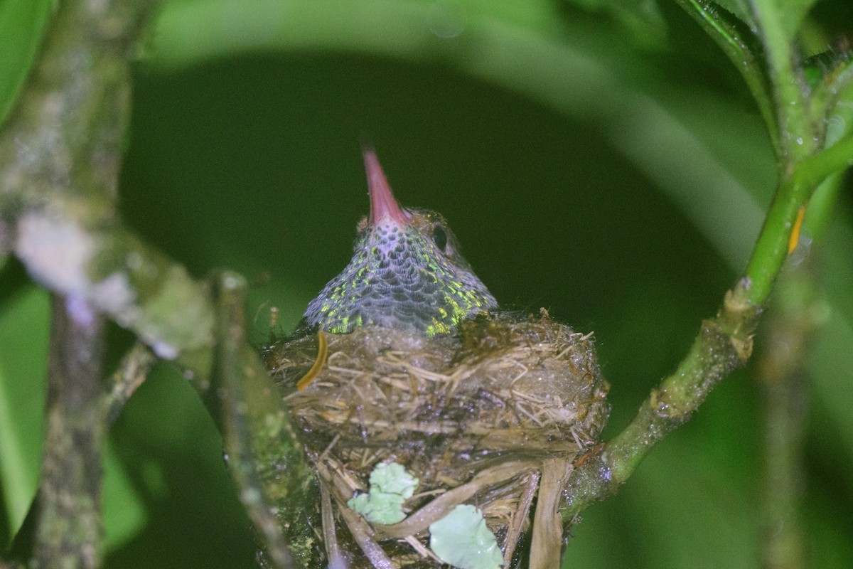 Blue-throated Goldentail - ML620495292