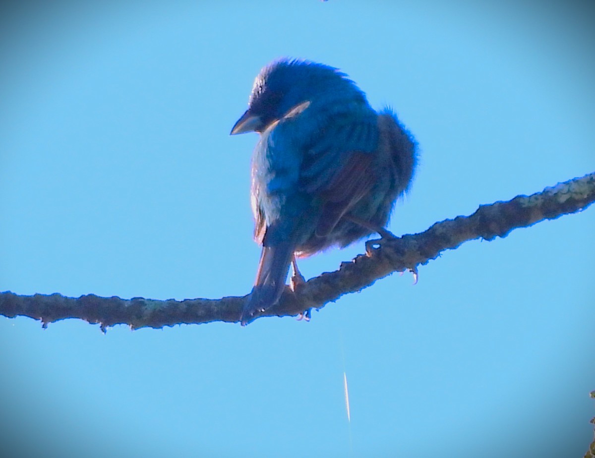 Passerin indigo - ML620495294