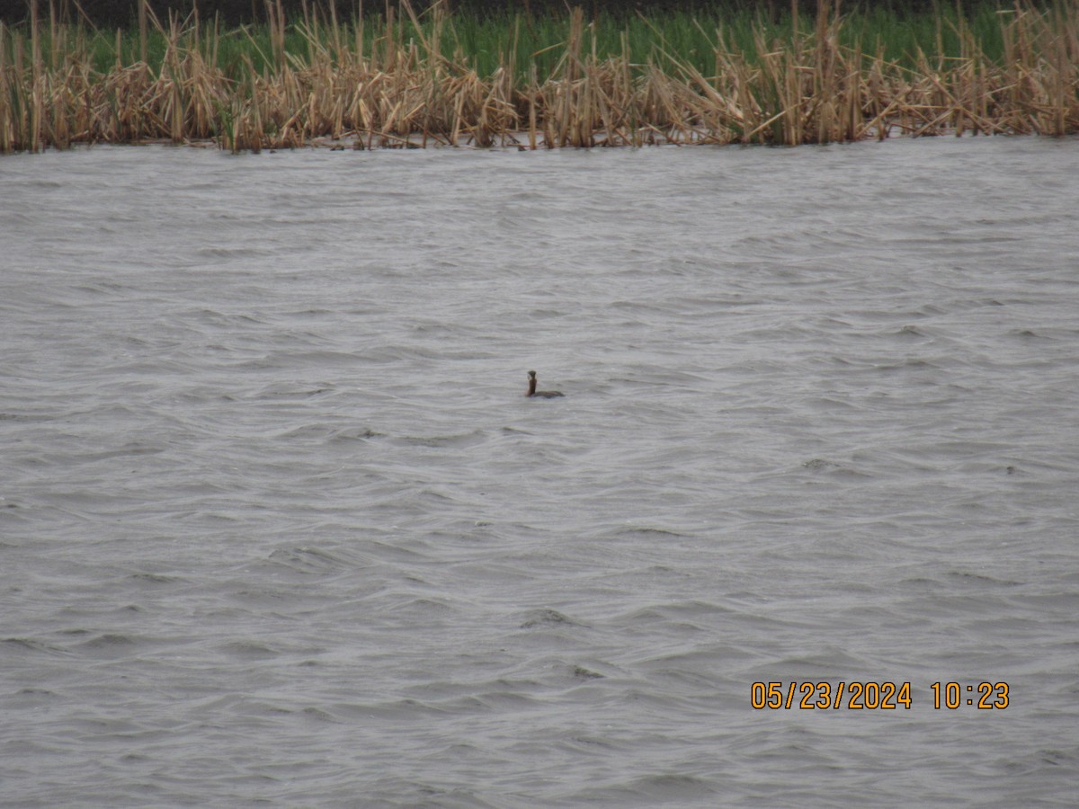 Red-necked Grebe - ML620495296