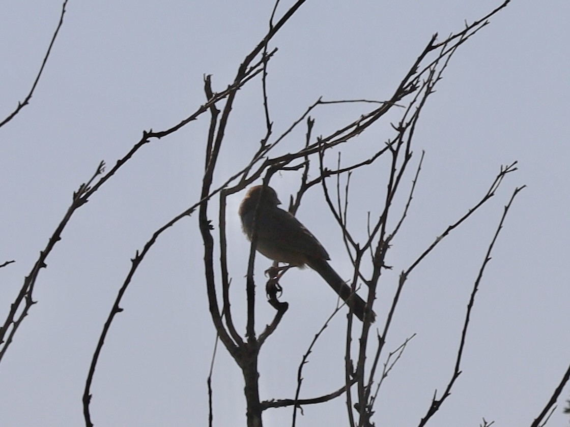 Canyon Towhee - ML620495297