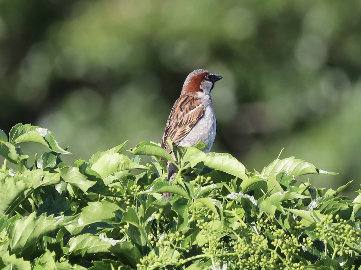 House Sparrow - ML620495300