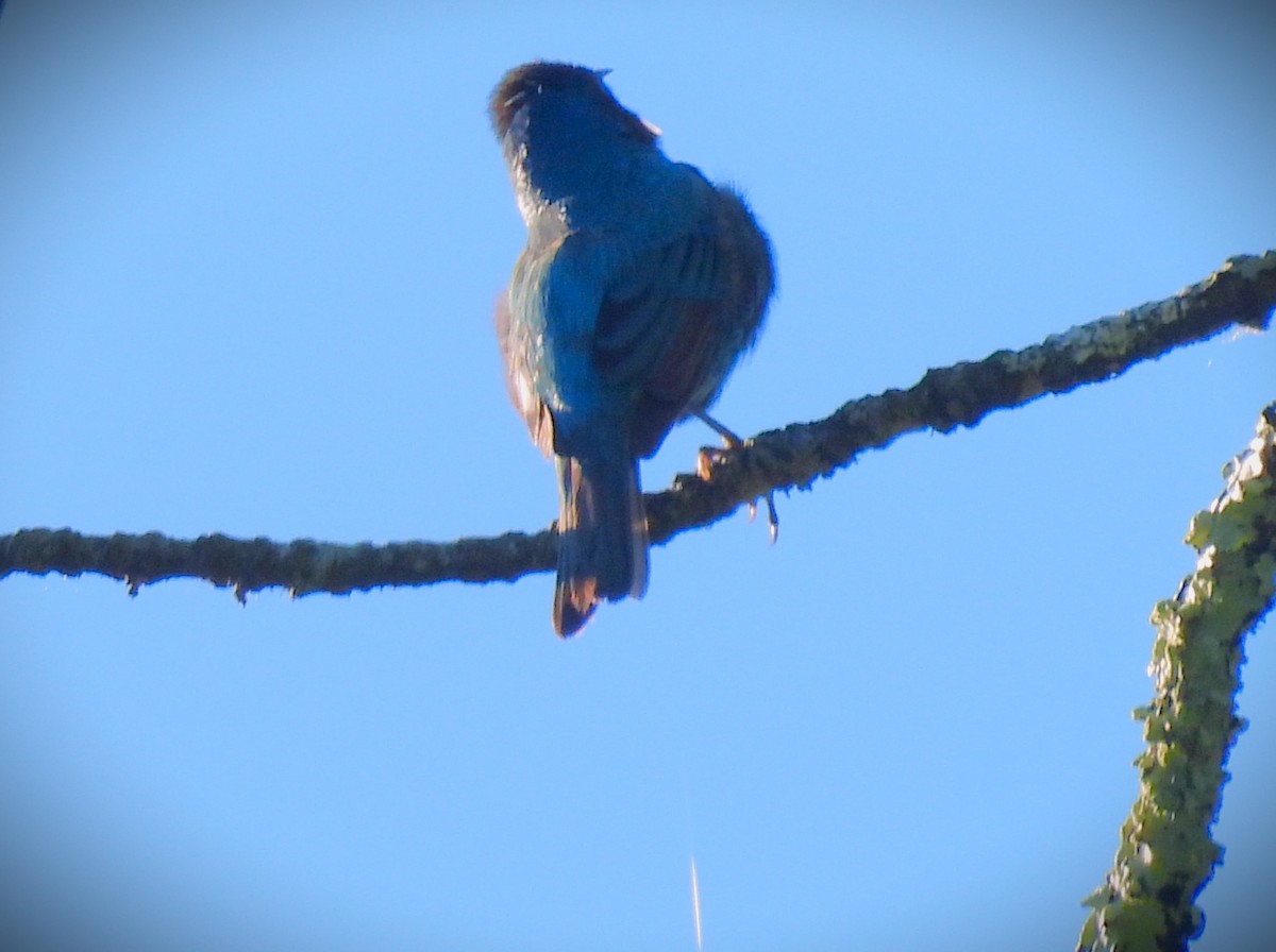 Indigo Bunting - ML620495303