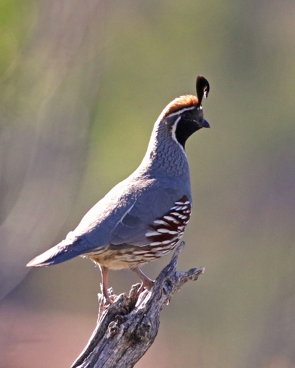 Gambel's Quail - ML620495309