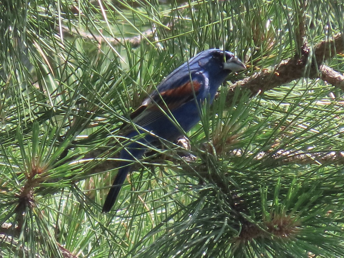 Blue Grosbeak - ML620495311