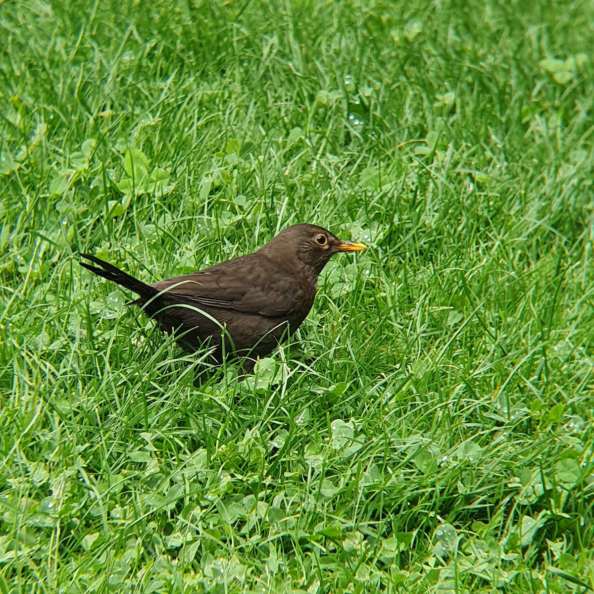 Eurasian Blackbird - ML620495312