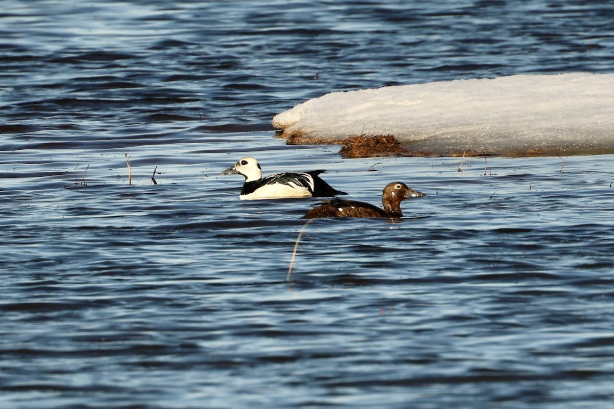 Steller's Eider - ML620495313