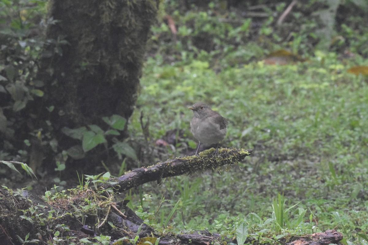 Ecuadorian Thrush - ML620495315