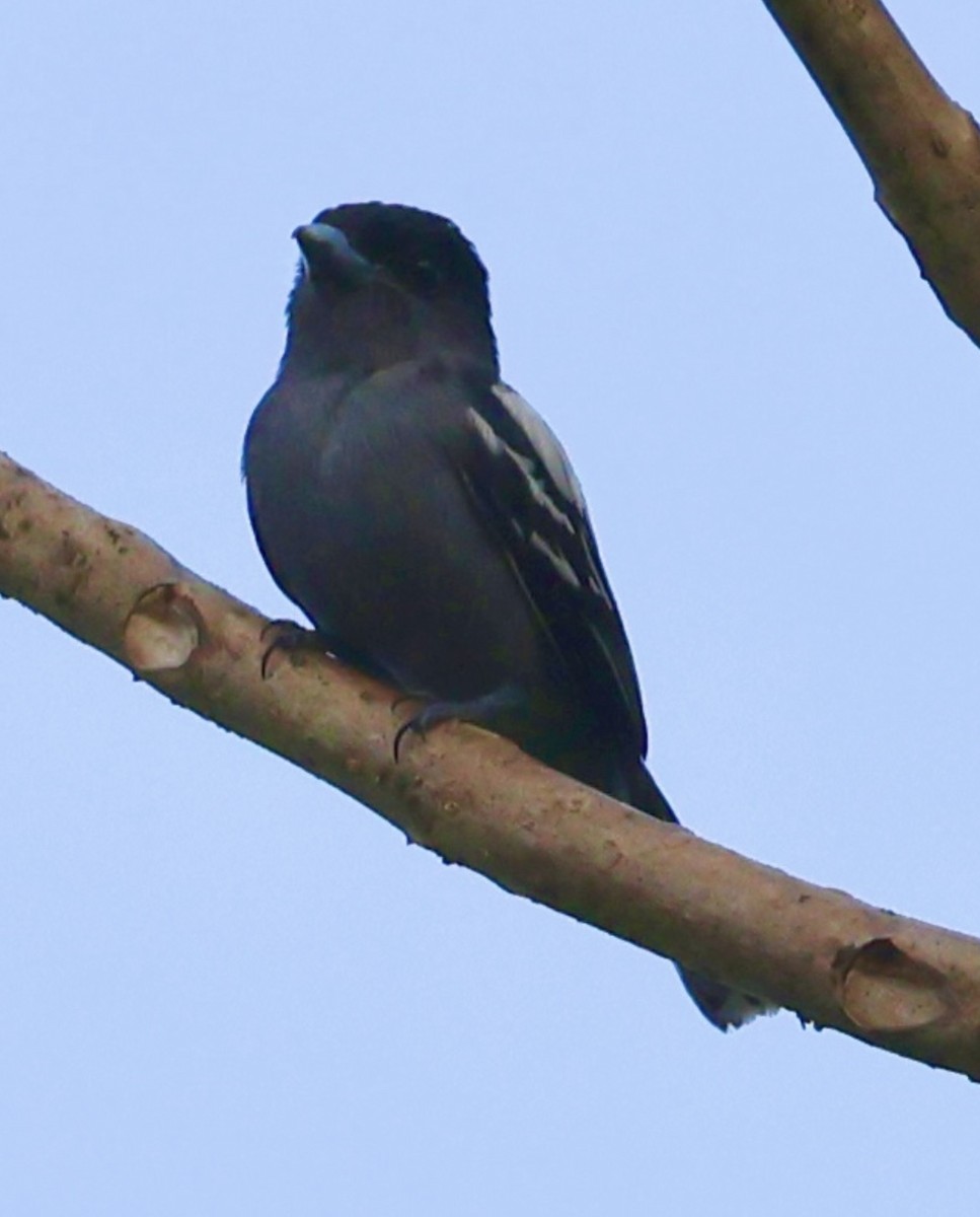 Bécarde à ailes blanches - ML620495317