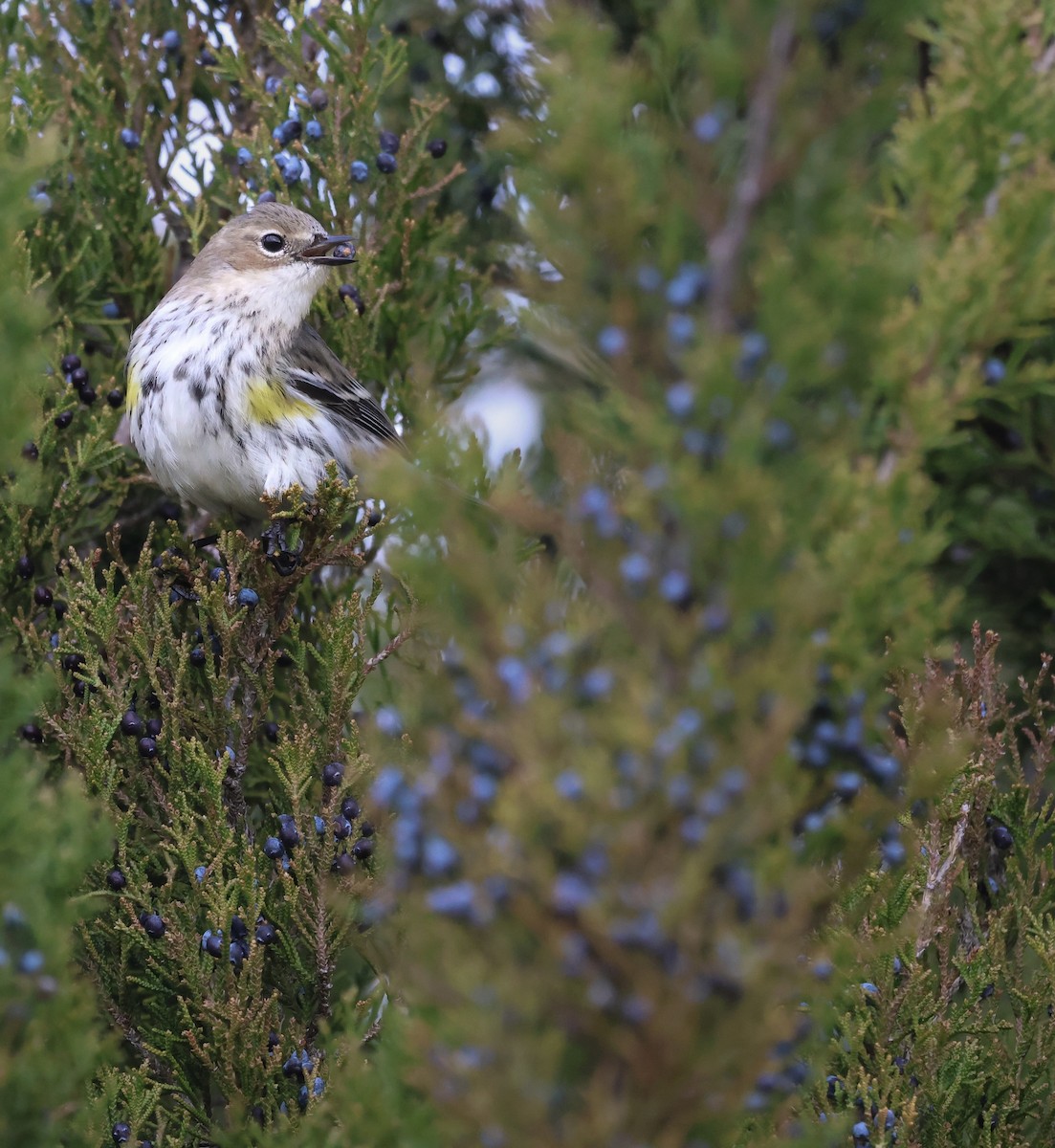 Yellow-rumped Warbler - ML620495320