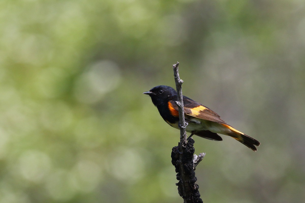 American Redstart - ML620495330