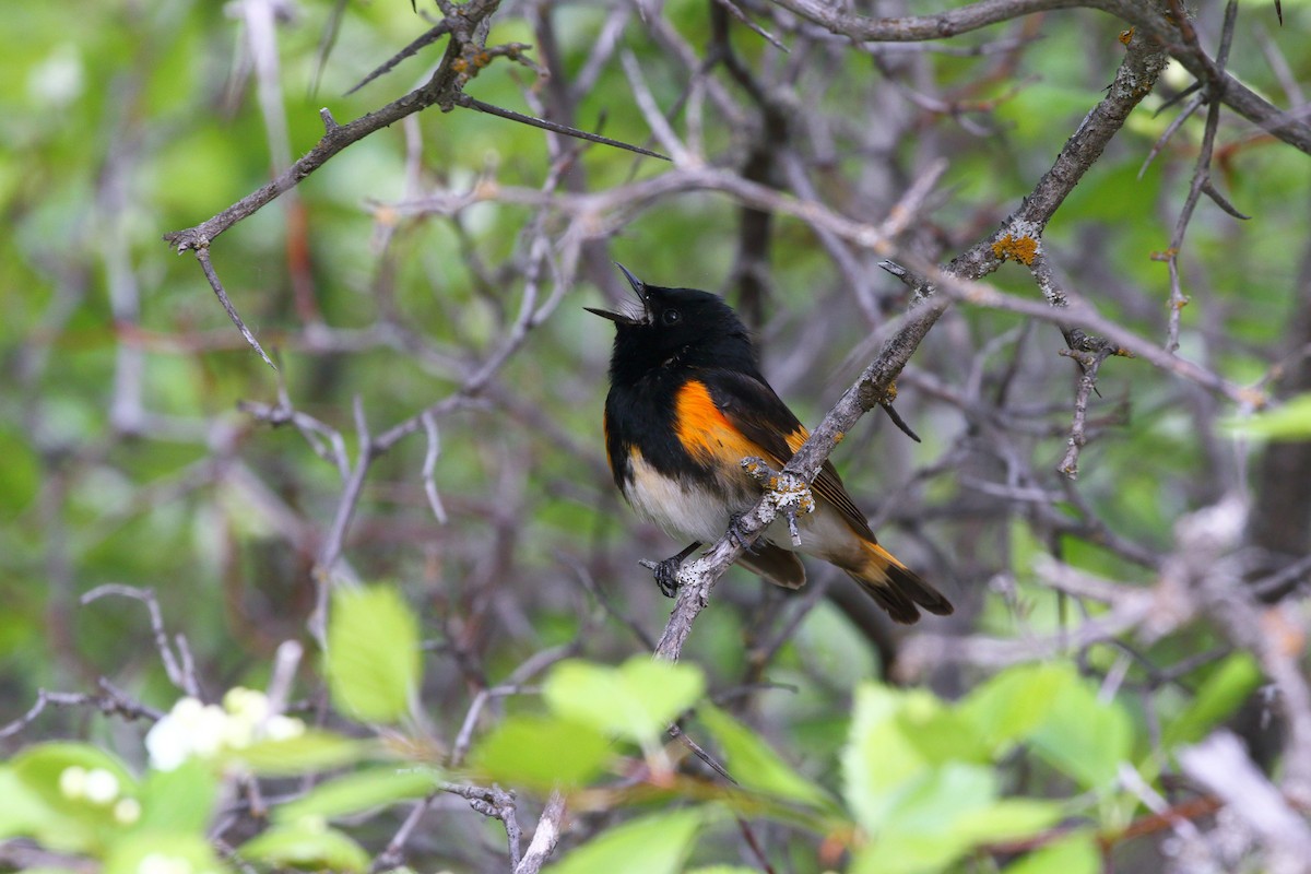 American Redstart - ML620495331