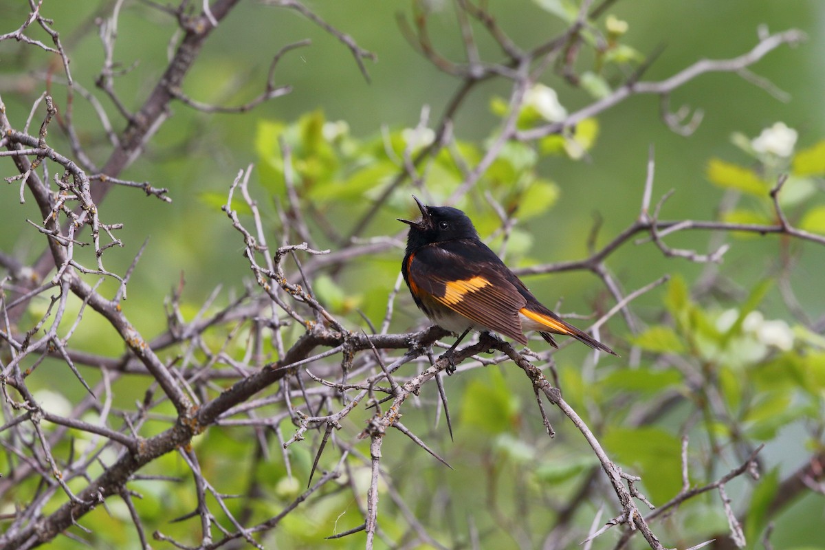 American Redstart - ML620495332