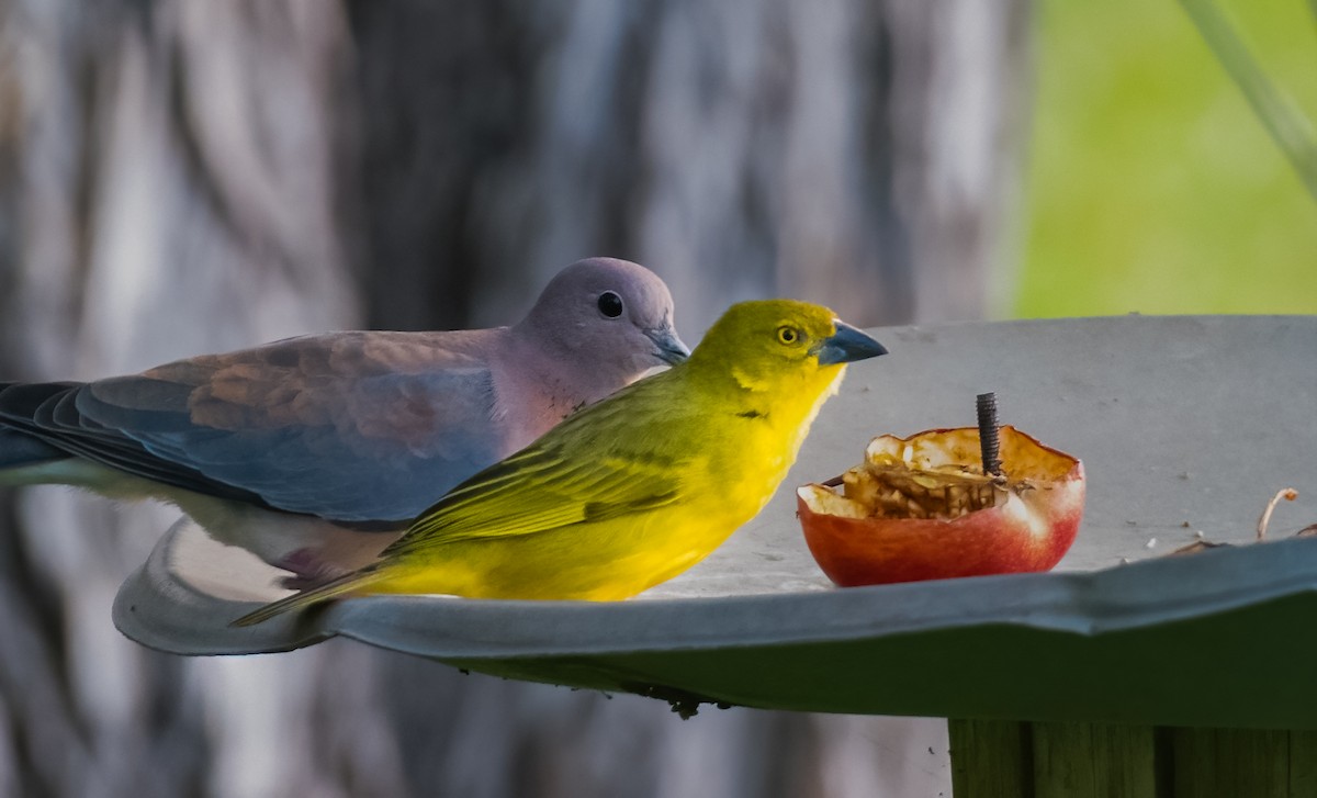 Holub's Golden-Weaver - ML620495334