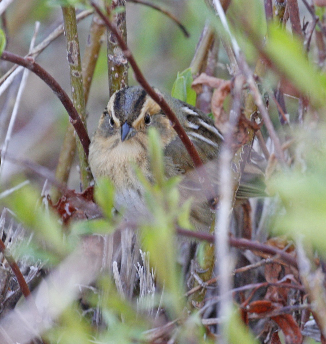 Nelson's Sparrow - ML620495341