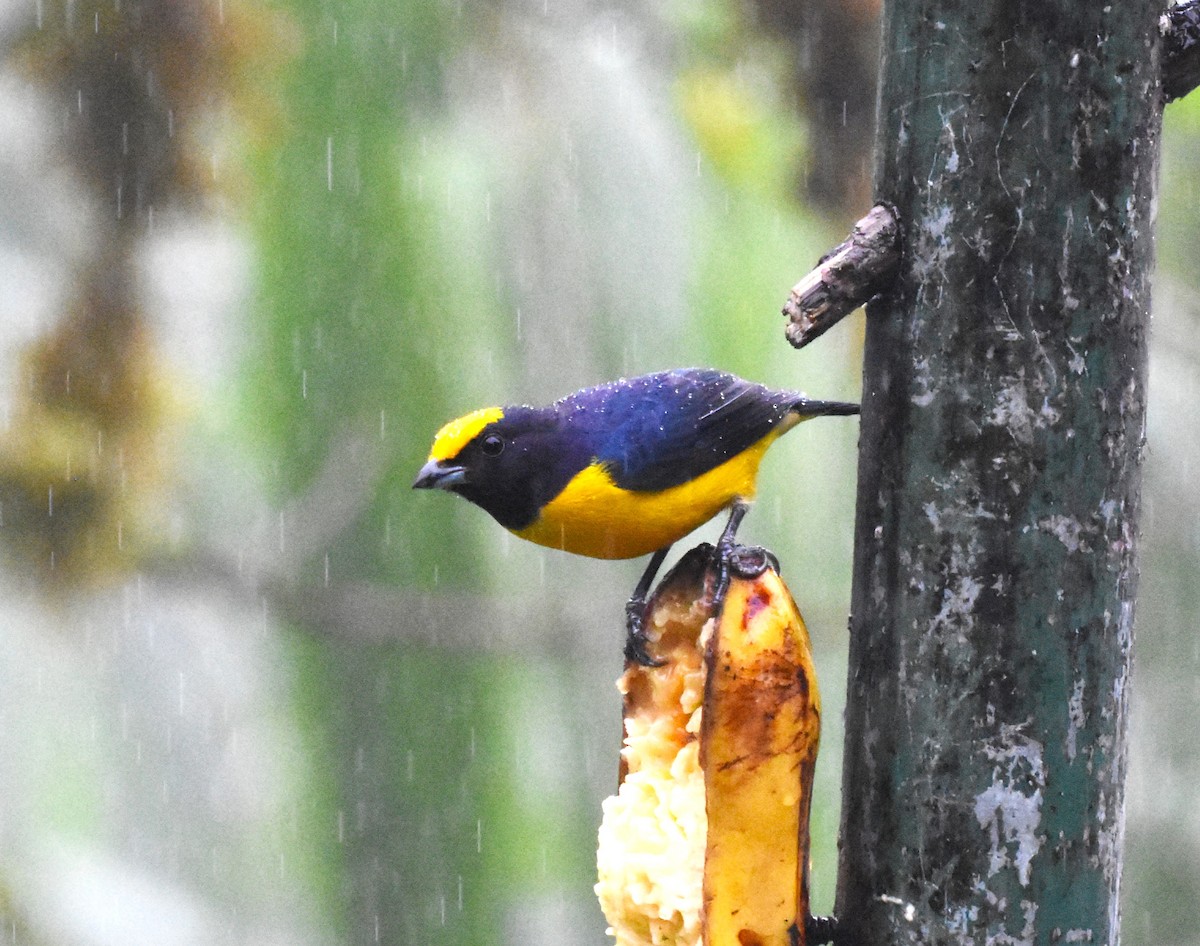 Orange-bellied Euphonia - Jerry Davis