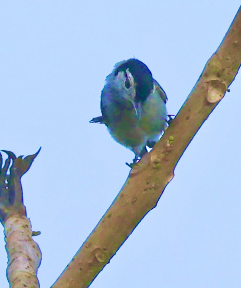 White-browed Gnatcatcher - ML620495353