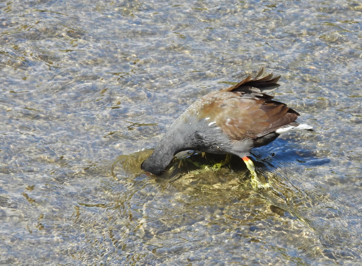 Gallinule poule-d'eau - ML620495358