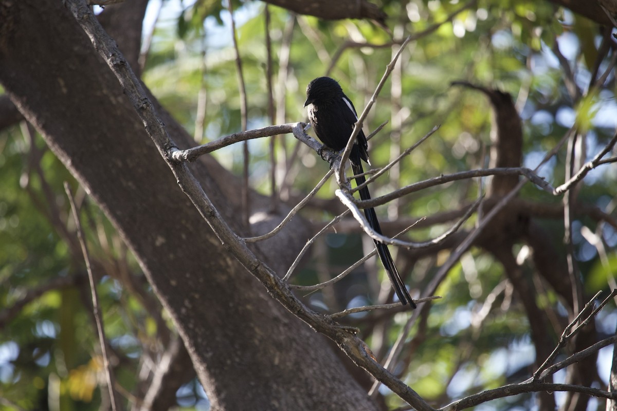 Magpie Shrike - ML620495359