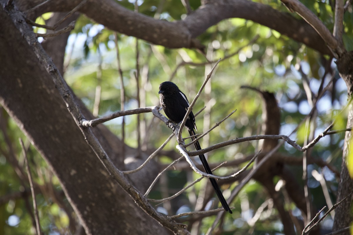 Magpie Shrike - ML620495360